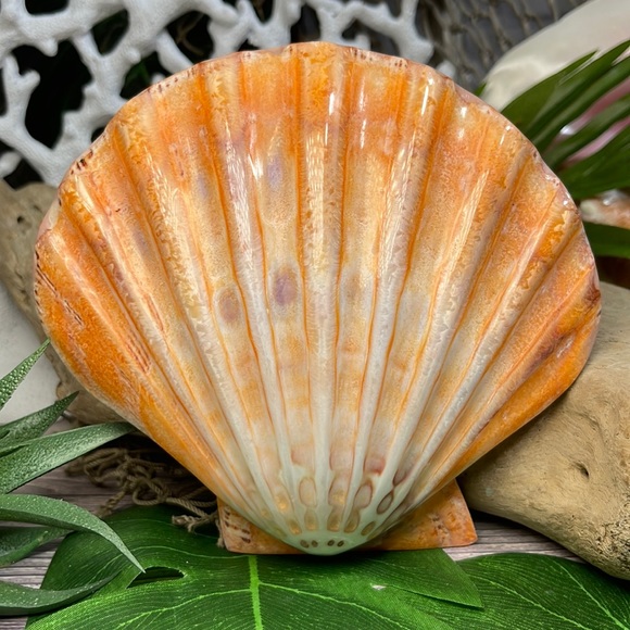 XL Real Double Closed Polished Lion Paws Shell White Coral Purple Beach Coastal - Picture 13 of 17